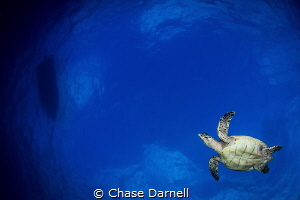 "Sky Flying"
I love interacting with Turtles mid water. ... by Chase Darnell 